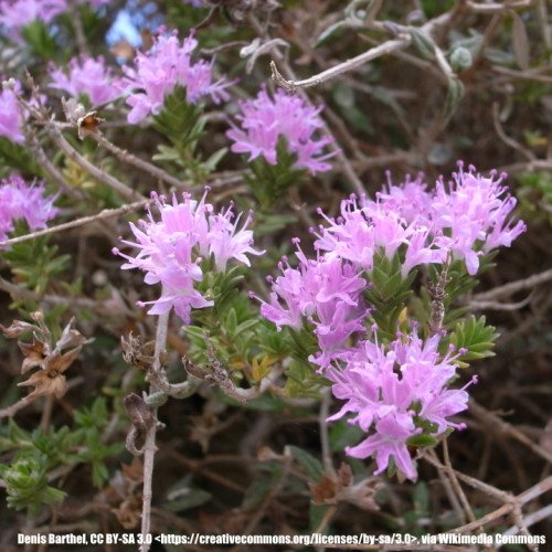Graines Thym à têtes, Thymus capitatus